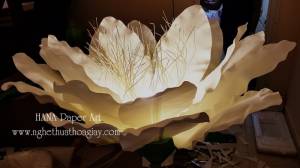 HOA THANH LONG TỰ NỞ KHỔNG LỒ
